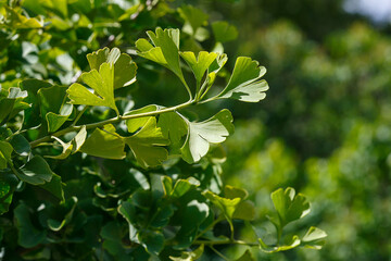 Ginkgo ( lat. Ginkgo ) is a genus of deciduous gymnosperms relict plants of the Ginkgo class. Ginkgo is a medicinal plant used in medicine.