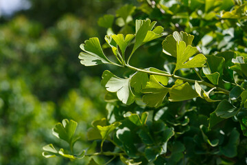 Ginkgo ( lat. Ginkgo ) is a genus of deciduous gymnosperms relict plants of the Ginkgo class. Ginkgo is a medicinal plant used in medicine