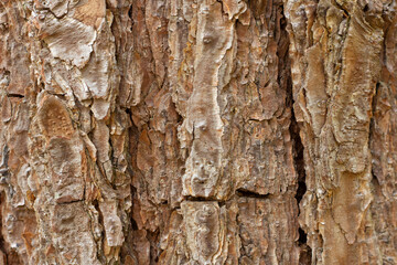 The bark of a pine tree. Wood texture closeup. Natural brown pattern background. Wildlife, forest. Photo of an old tree