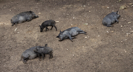 A herd of wild boars is resting in the mud. Family forest animal mammal. Wildlife, fauna and zoo. Photo top view
