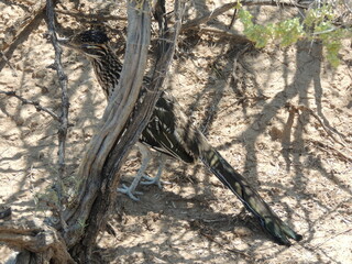 Roadrunner behind tree