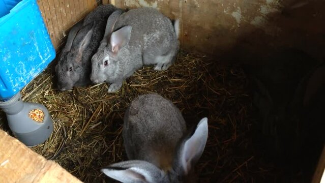 Grey rabbits eat food leftovers in large rabbit hutch