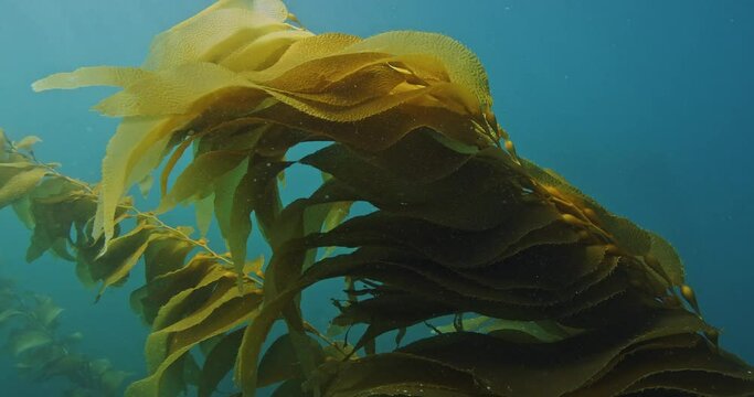 Giant kelp reaching for sunlight in nutrient rich water.