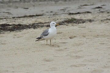 Gaviota caminando por la playa
