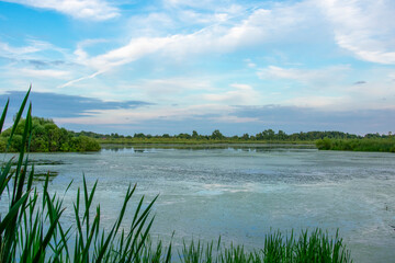 duckweed covered lake kiovo, moscow region, russia, Orthodox church on the shore overgrown with reeds at summer evening