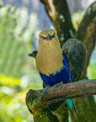 The Blue-Bellied Roller (Coracias cyanogaster), a colorful bird native to West Africa