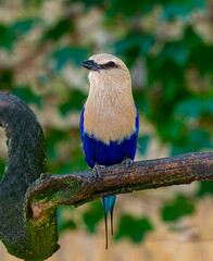 The Blue-Bellied Roller (Coracias cyanogaster), a colorful bird native to West Africa
