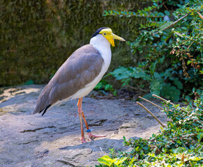 Masked Lapwing (Vanellus miles), native to Australia