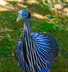 Portrait of the Vulturine Guineafowl (Acryllium vulturinum). It is the largest extant species of guineafowl.
