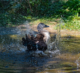 Brazilian duck flaps its wings causing the water to splash in all directions