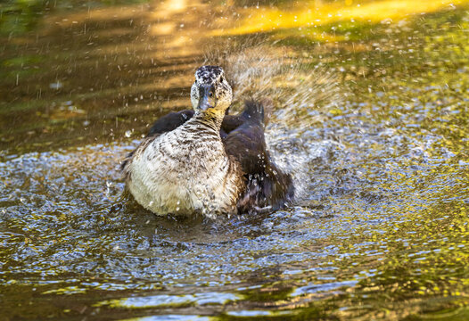 Brazilian duck flaps its wings causing the water to splash in all directions