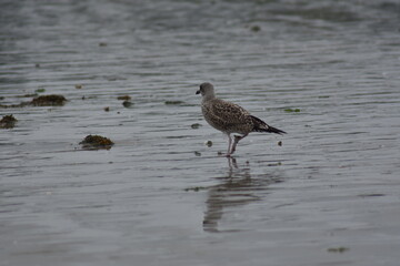 Gaviota joven con reflejos sobre la arena mojada