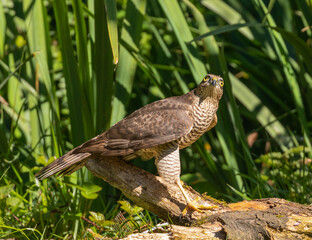 Sparrowhawk (female) hunting