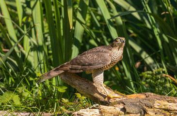 Sparrowhawk (female) hunting