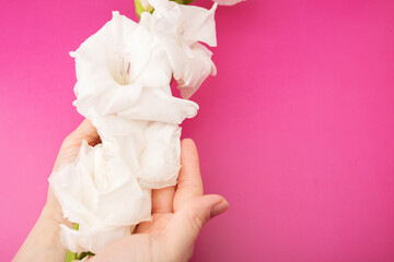 female hands with white flowers on a pink background, spring time, body cream, woman’s cosmetics