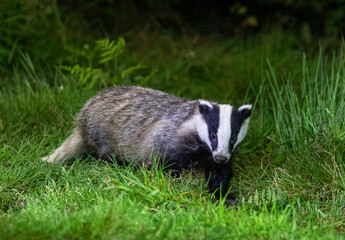 European badger at night © David
