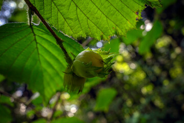 Zbliżenia na zieleń po drodze do Kopca Piłsudskiego w Krakowie. Letnia pogoda w Polsce. © Roman Trojanowski
