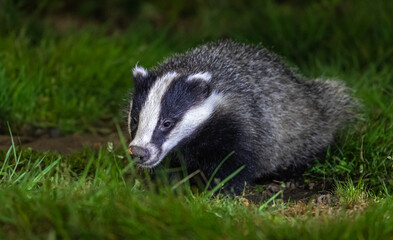 European badger at night