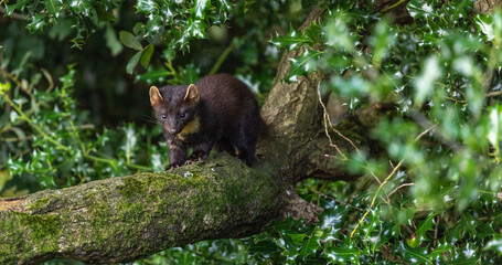 Pine Marten kits
