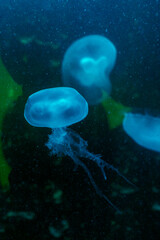 tropikalne meduzy w sztucznym oświetleniu
