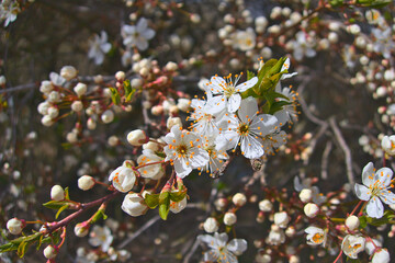 White flowers blossom blooming on tree branch in sun light close up as spring natural floral botanical background wallpaper