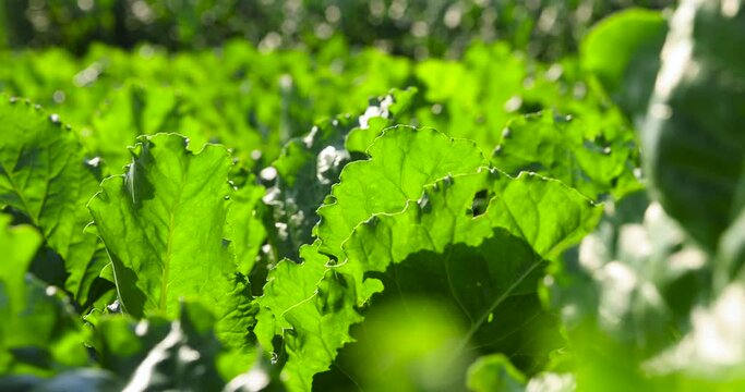 The green foliage of sweet sugar beet growing in the field of beets for sugar production