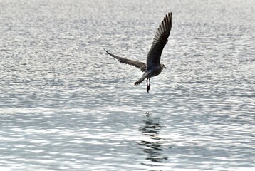 A seagull over the sea