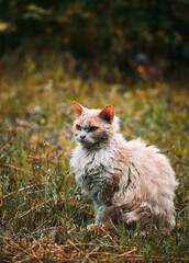 A cat © Matylda