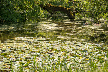 flowers in the pond