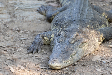 A closeup crocodile lay on the floor.