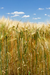 Stalks and hairy ears of grain in barley field under blue sky, focus on foreground
