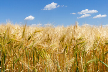 Golden ears of grain in barley field in June, blue sky in background, focus on foreground  