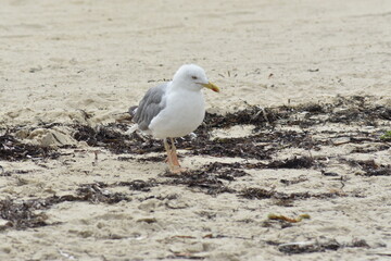 Fototapeta premium Gaviota posada en la arena