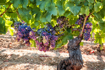 Bunches of grapes on the plant during the veraison phase. Agriculture.