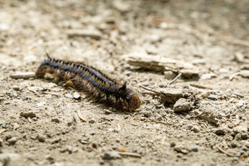 Beautiful hairy caterpillar of Euthrix potatoria moth crawling on sandy ground - selective focus