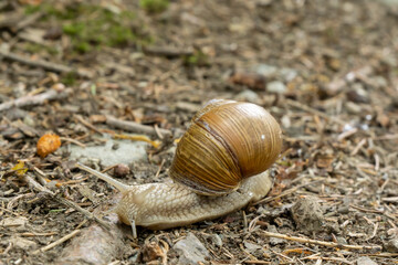 Roman snail (Helix pomatia) crawling on sandy ground in the forest, left side view, selective focus