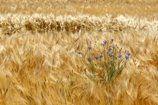 Cornflower bush in barley field