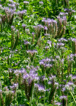 Flowering bee plants Phacelia tanacetifolia in summer - selective focus