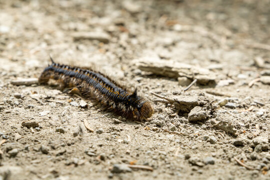 Beautiful hairy caterpillar of Euthrix potatoria moth crawling on sandy ground - selective focus