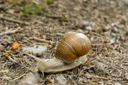 Roman snail (Helix pomatia) crawling on sandy ground in the forest, left side view, selective focus