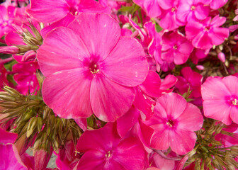 Beautiful flower gentle phlox, opened in the garden. Summer зштл phloxes in sunny garden. Photo for greeting card, cover, flower shop, wedding bouquet, flower market, wedding invitation.