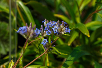 Blue inflorescences of Gentian ( lat. Gentiana )