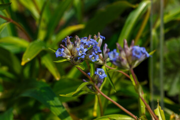 Blue inflorescences of Gentian ( lat. Gentiana )