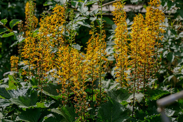 Yellow inflorescences of Ligularia przewalskii in garden