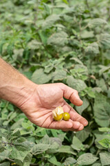 Naklejka na ściany i meble Close-up of hand holds cape gooseberries in organic garden.