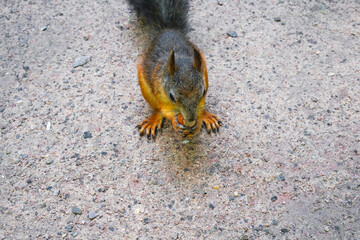 A gray squirrel is gnawing a nut, sitting on a road of sand and pebbles, viewed from above