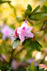 Obraz premium Wild Flowers in the Morning. Defocused background with yellow tones and green leaves.