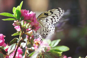 Large Ceylon tree nymph Idea iasonia butterfly explores the blooming pink flowers looking for nectar under early morning sun