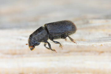 Detail shot of a bark beetle (Scolytidae, Scolytinae) on wooden surface.
