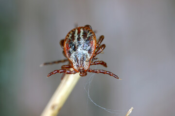 Tick on dry grass. High magnification.